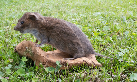 In einem prparierten Zustand zeigen sich die Merkmale einer Whlmaus recht deutlich: Kopf-Rumpf-Lnge circa 1020 cm, stumpfer Kopf mit kleinen, im brunlich gefrbten Pelz verschwindenden Ohren und ein kurz behaarter Schwanz von etwa halber Krperlnge (Leihgabe der Landesanstalt fr Landwirtschaft, Freising).