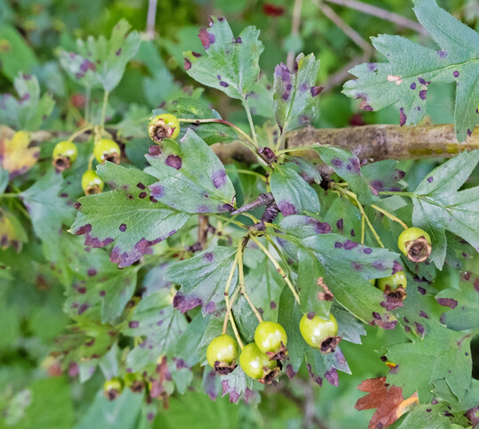Alle drei im Text nher vorgestellten Blattfleckenpilze am Weidorn verursachen makroskopisch vergleichbare Symptome (hier: Coryneum pestalozzioides).