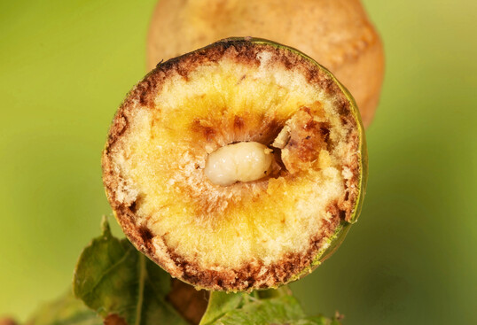 Im Innern der kugeligen Galle der Eichenschwammkugel-Gallwespe befindet sich eine mittig gelegene Kammer mit einer einzelnen beinlosen Larve.