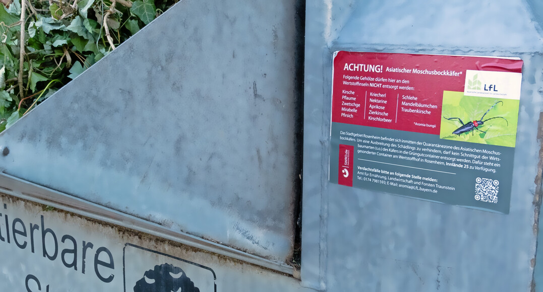 Auffälliger Aufkleber zum Asiatischen Moschusbockkäfer, mit dem Hinweis auf offizielle Sammelplätze an einem öffentlichen Grüngut-Container in einem Wohngebiet einer Quarantänezone