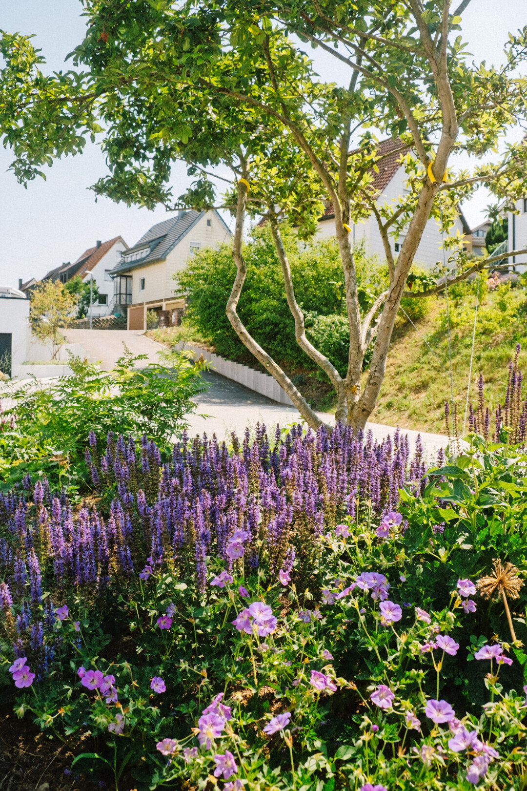 Und am Ende blhen immer reichlich Stauden.