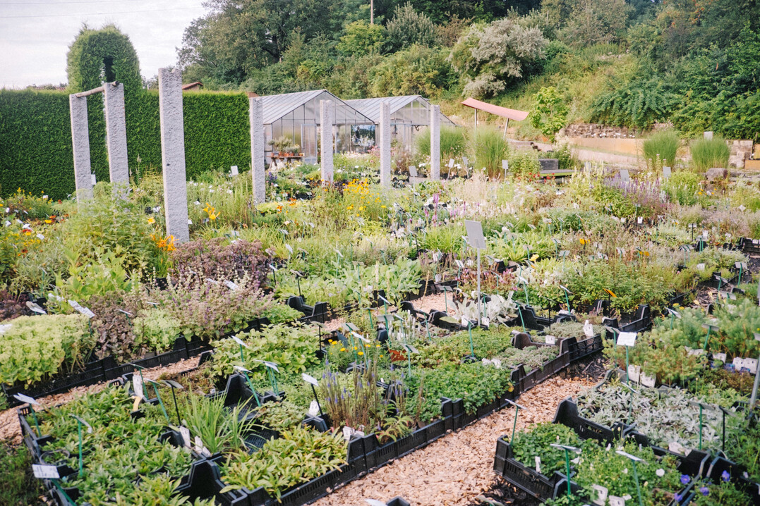 Eine kleine Staudenproduktion versorgt das eigene Unternehmen und bietet Kunden die Mglichkeit fr Impulskufe.