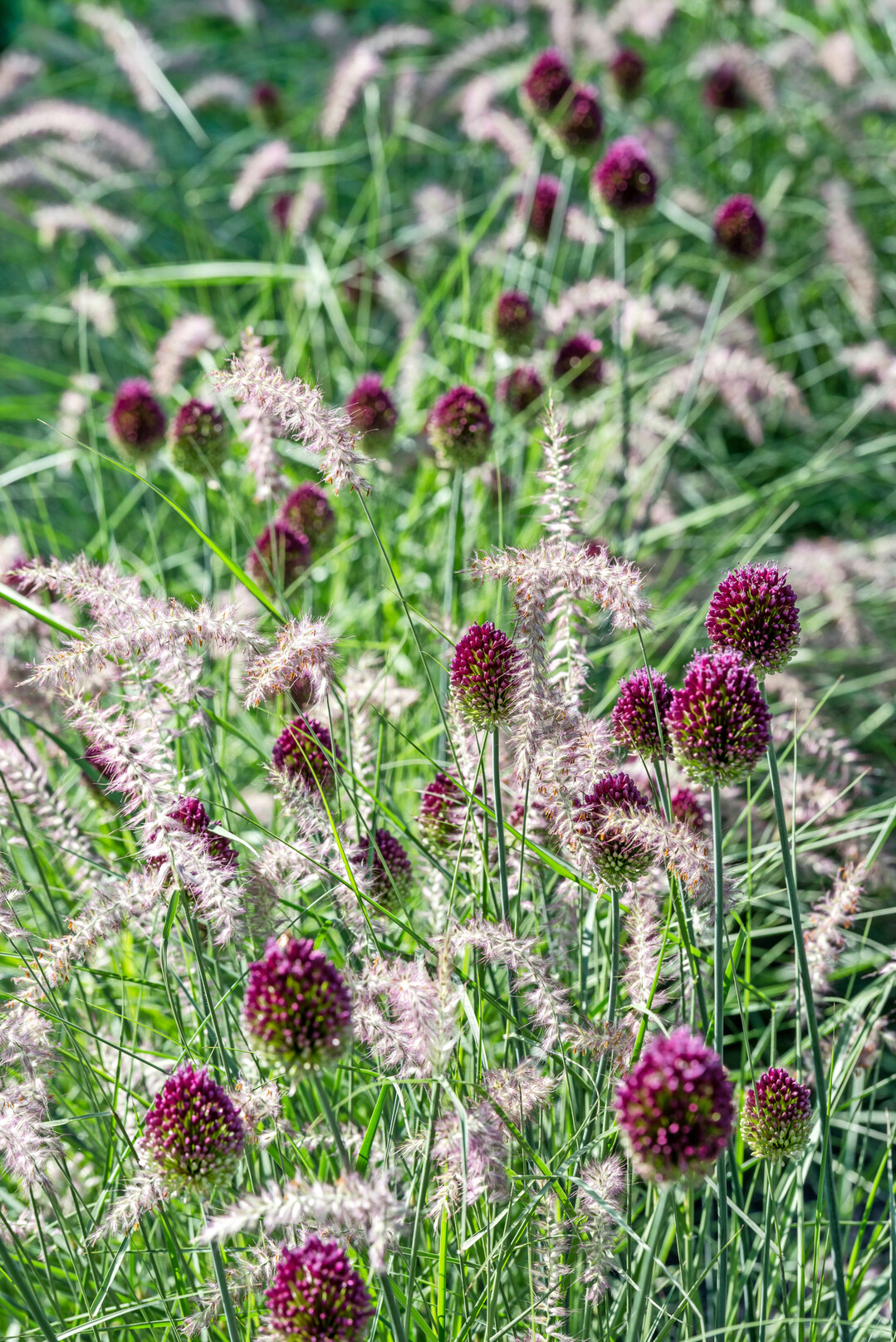 Allium und Pennisetum