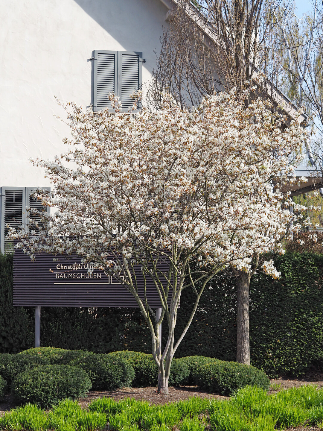 Solitre Magnolie