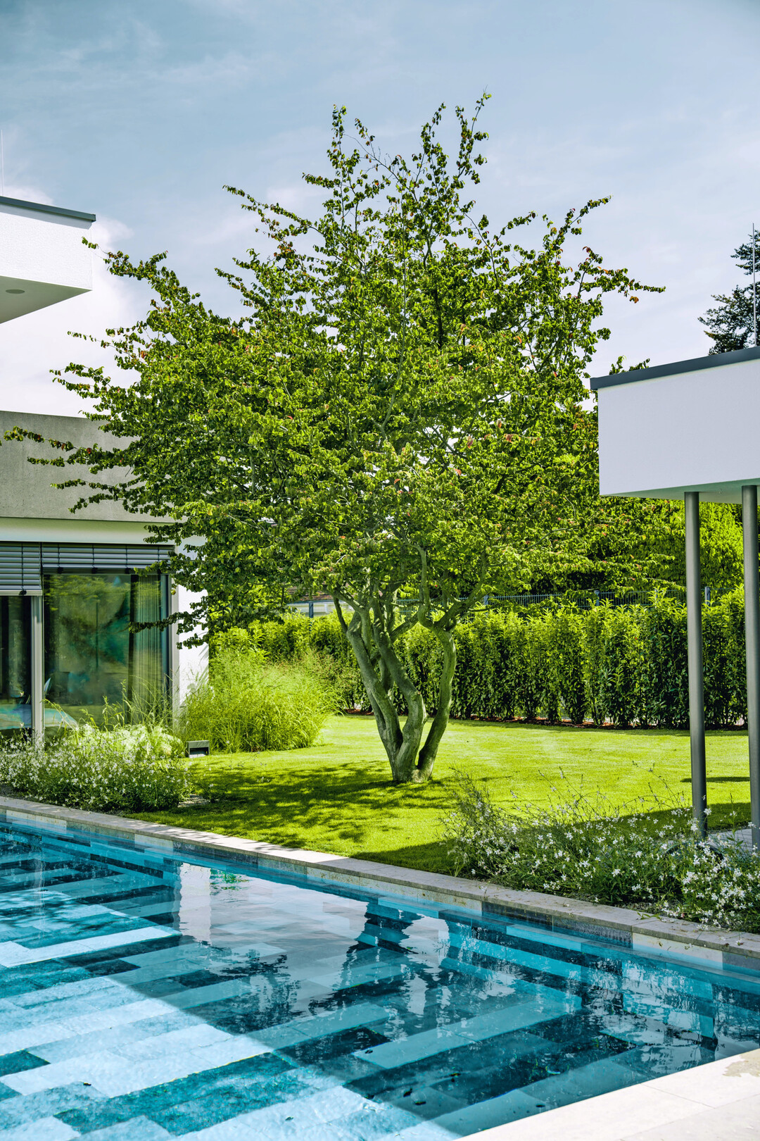Parrotia am Pool