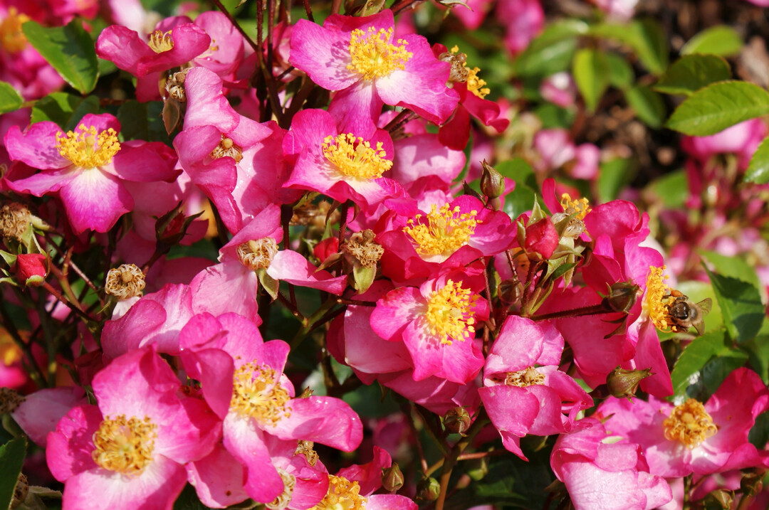 Die Kordes-Sorte ‘Juanita’ beeindruckt mit dem Charme einer Wildrose, blüht sehr reich und hat eine hohe Blattgesundheit. Sie eignet sich im Privatgarten, aber auch für flächige Pflanzungen.