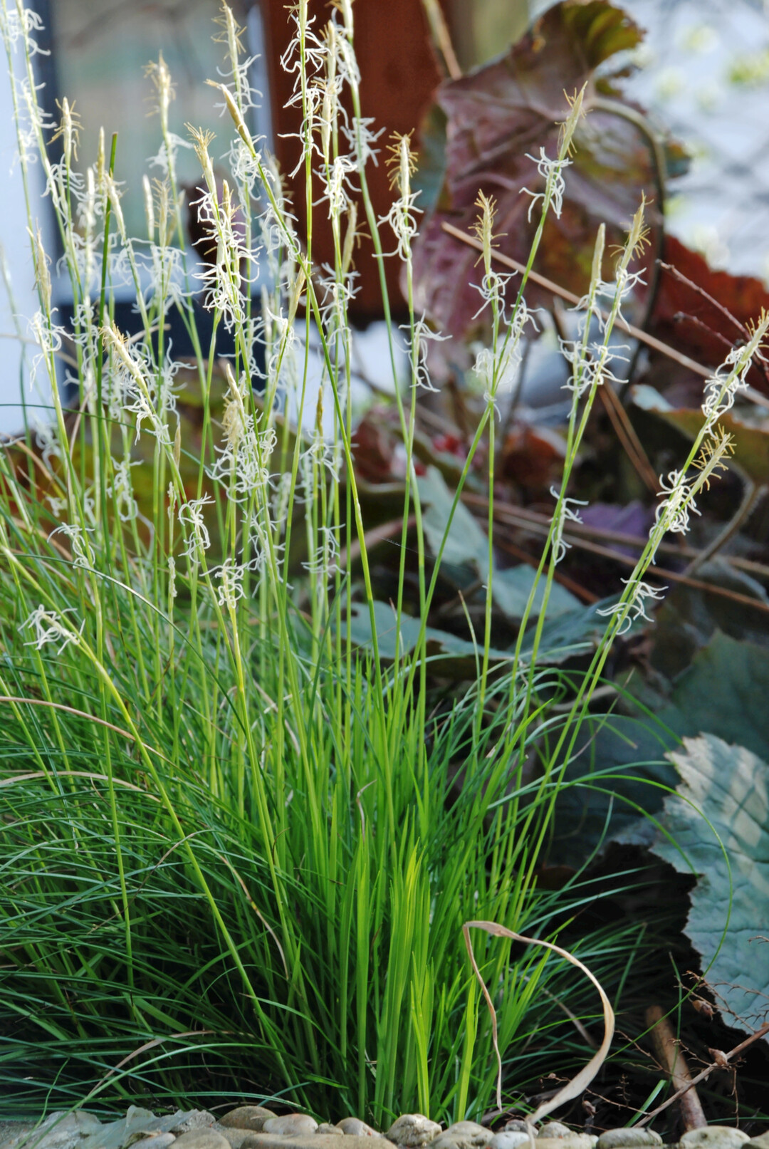 Carex alba