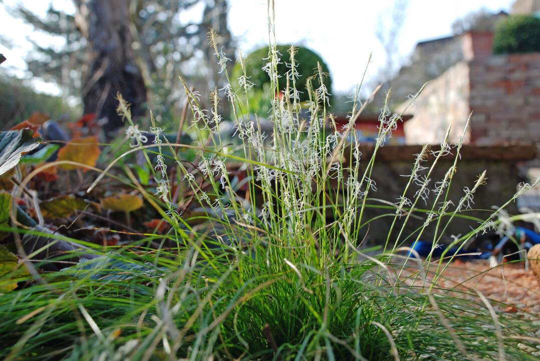 Carex alba