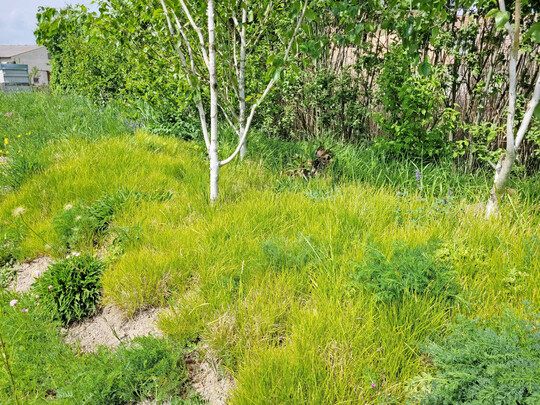 Carex alba