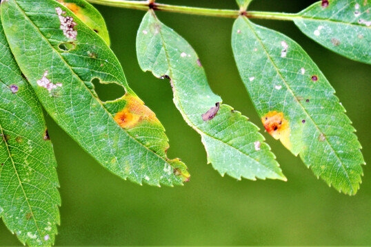 Leuchtende Blattflecken durch Gitterrost an 
<i>Sorbus</i>