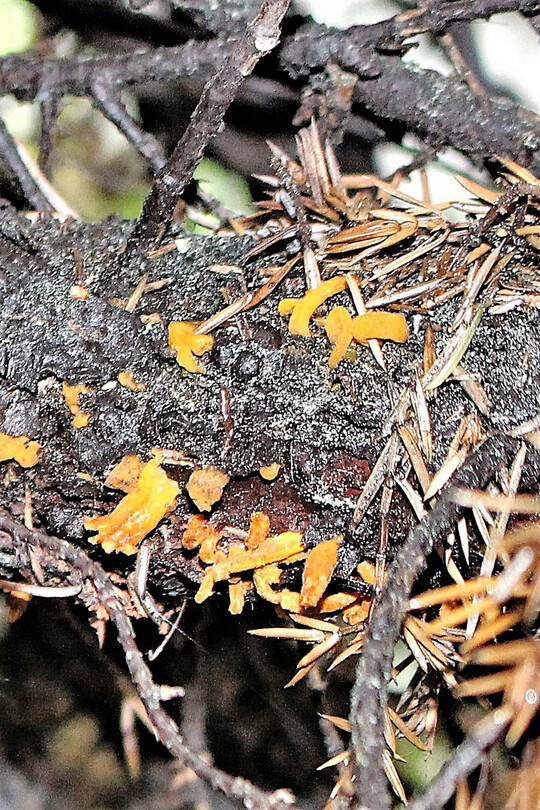 Fruchtkrper eines Gitterrostes an Wacholder