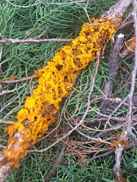 Sporenlager von Birnengitterrost an Wacholder