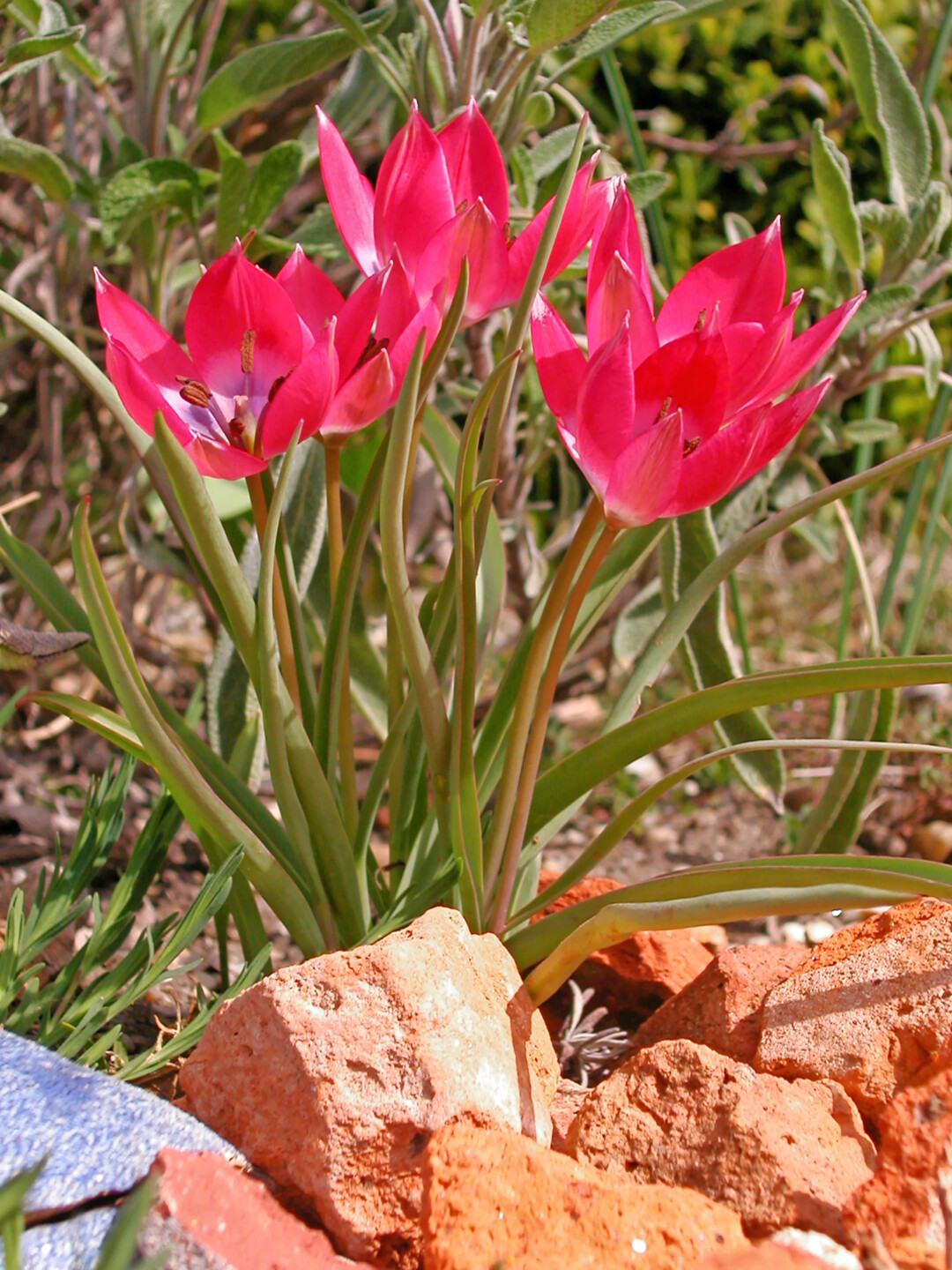 <i>Tulipa pulchella</i>