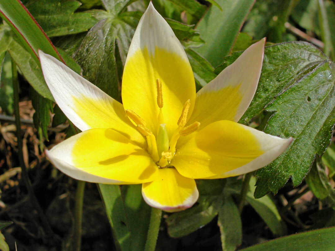 <i>Tulipa tarda</i>