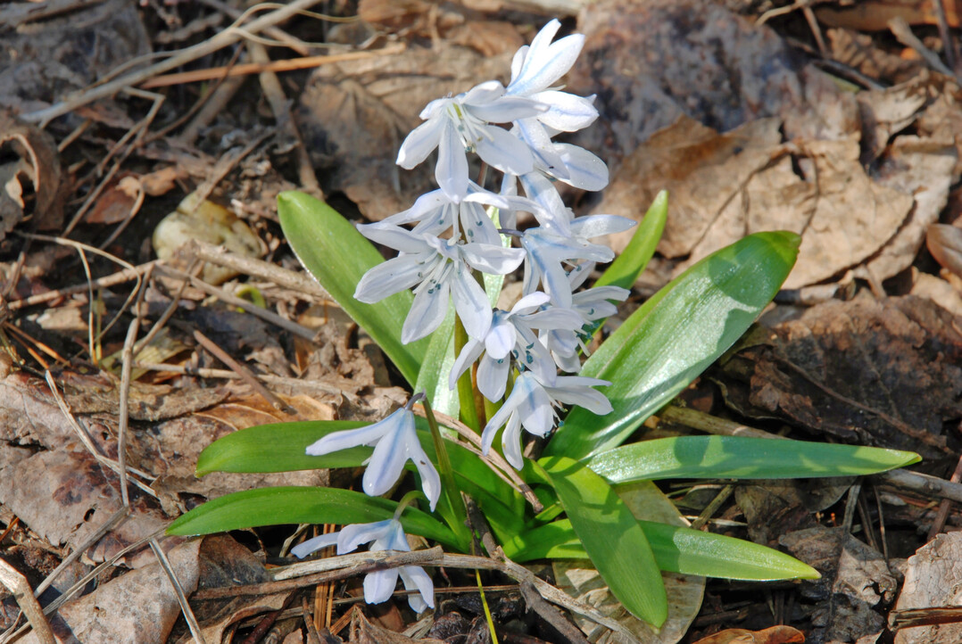 <i>Scilla mischtschenkoana</i>