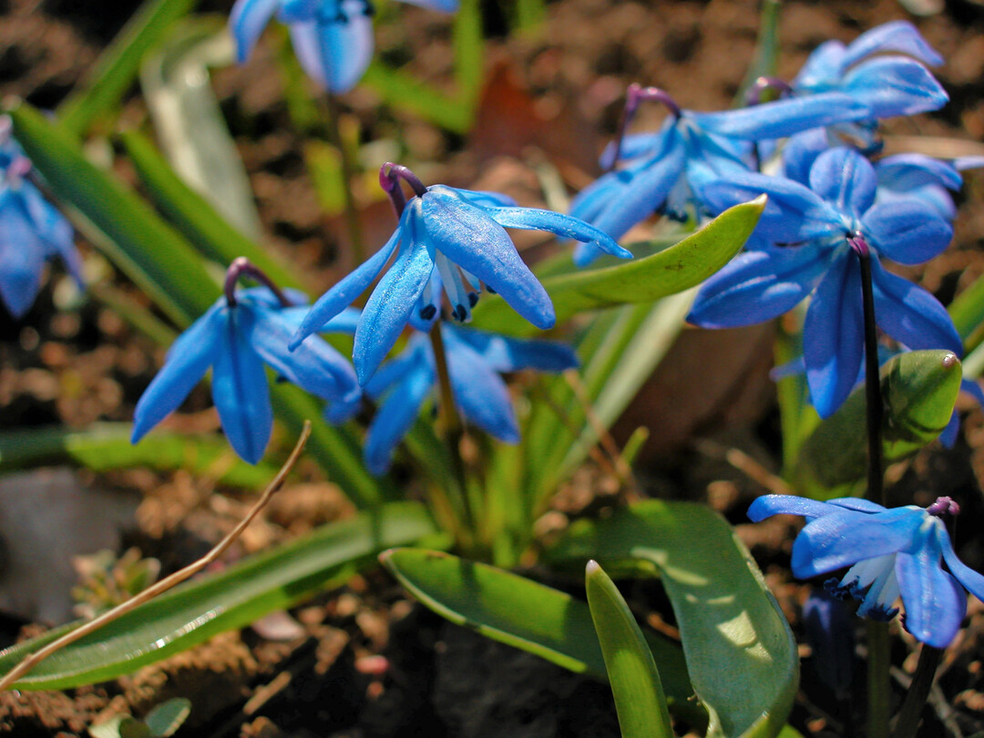 <i>Scilla siberica</i>
 Spring Beauty
