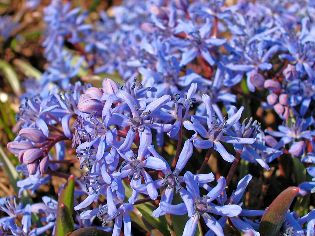<i>Scilla bifolia</i>