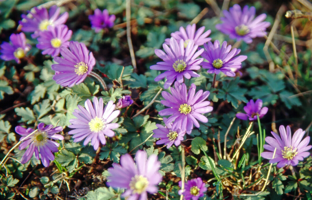 <i>Anemone blanda</i>