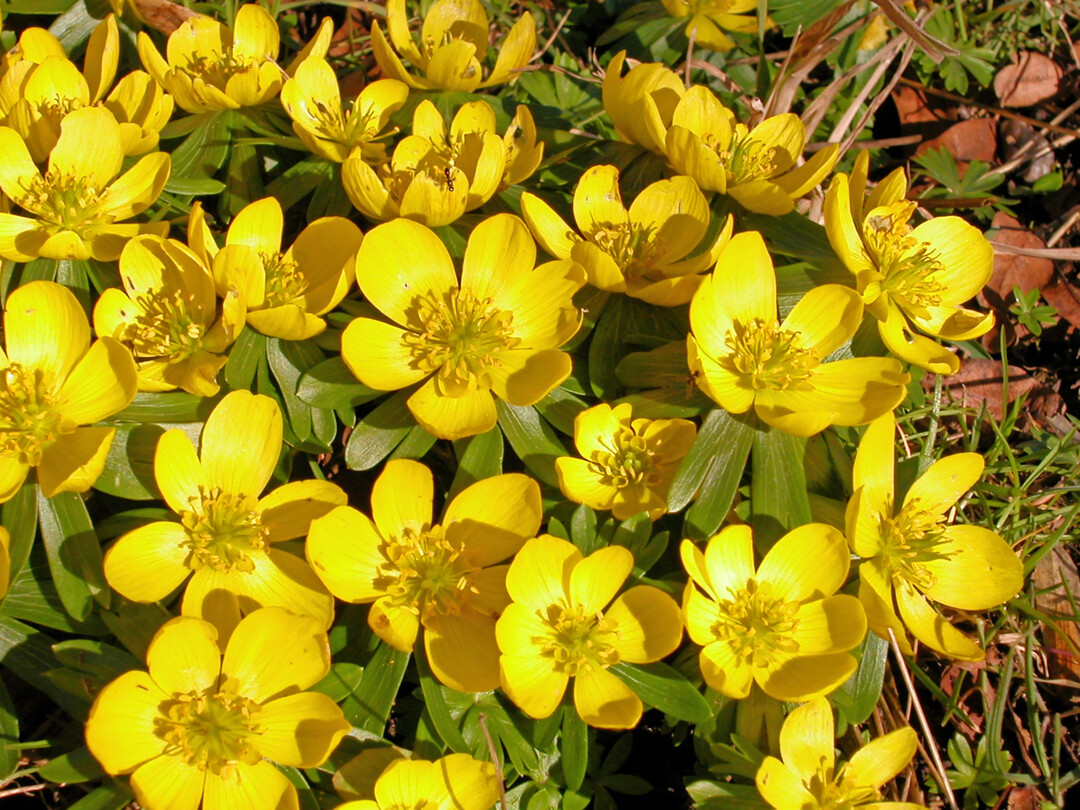 <i>Eranthis hyemalis</i>