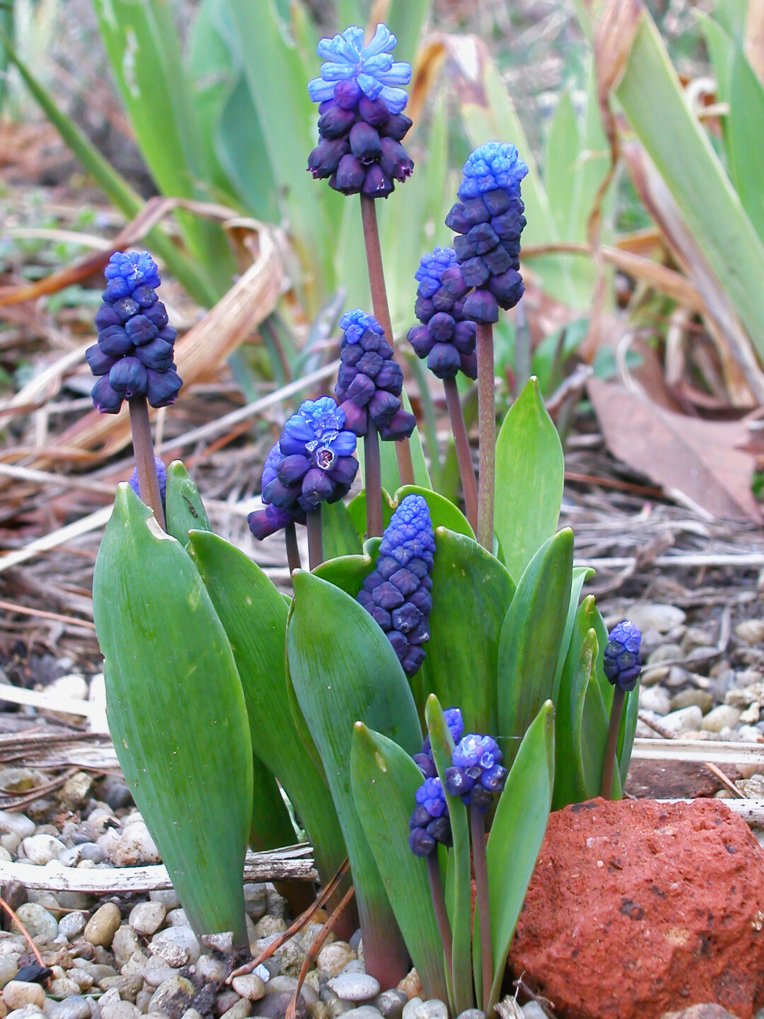 <i>Muscari latifolium</i>