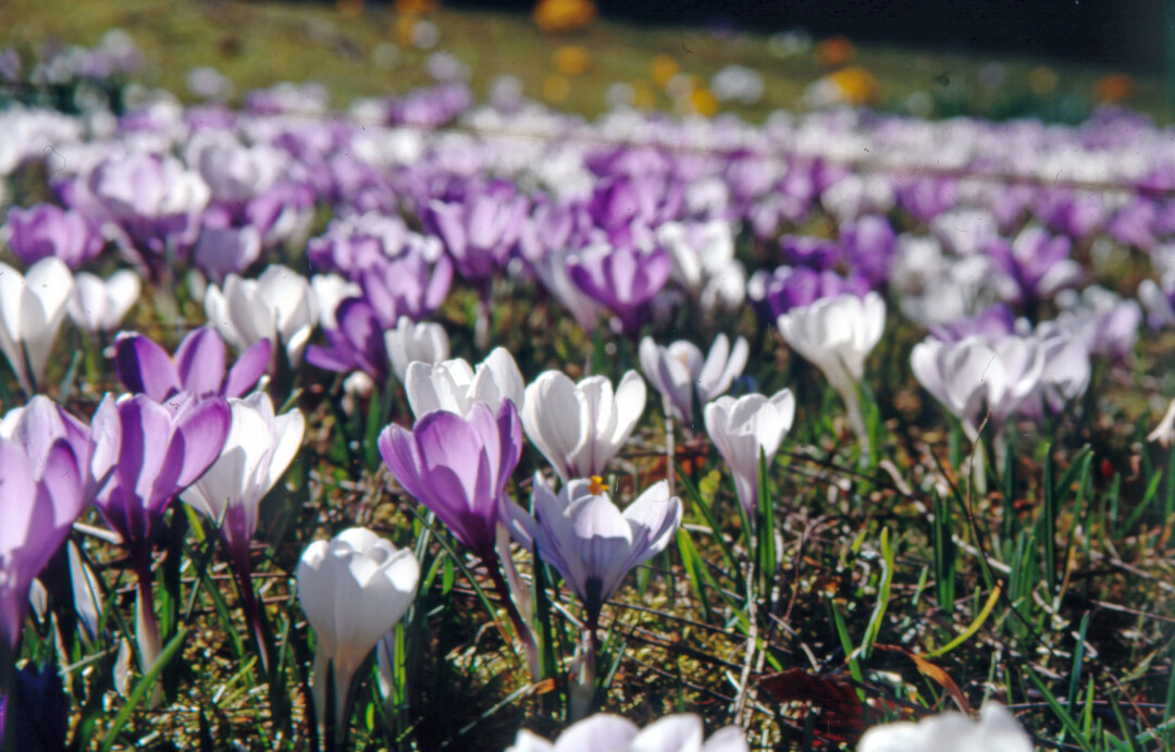 Ein typisches Frhjahrsbild: 
<i>Crocus vernus</i>
 bildet durch Brutzwiebeln und Selbstaussaat
regelrechte Krokuswiesen