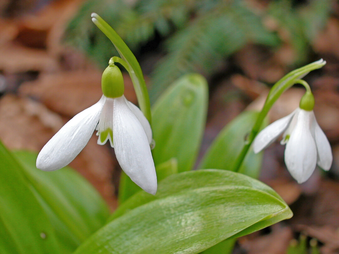 <i>Galanthus woronwii</i>