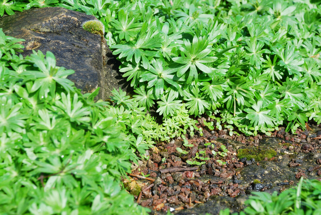 <i>Eranthis</i>
-Smlinge