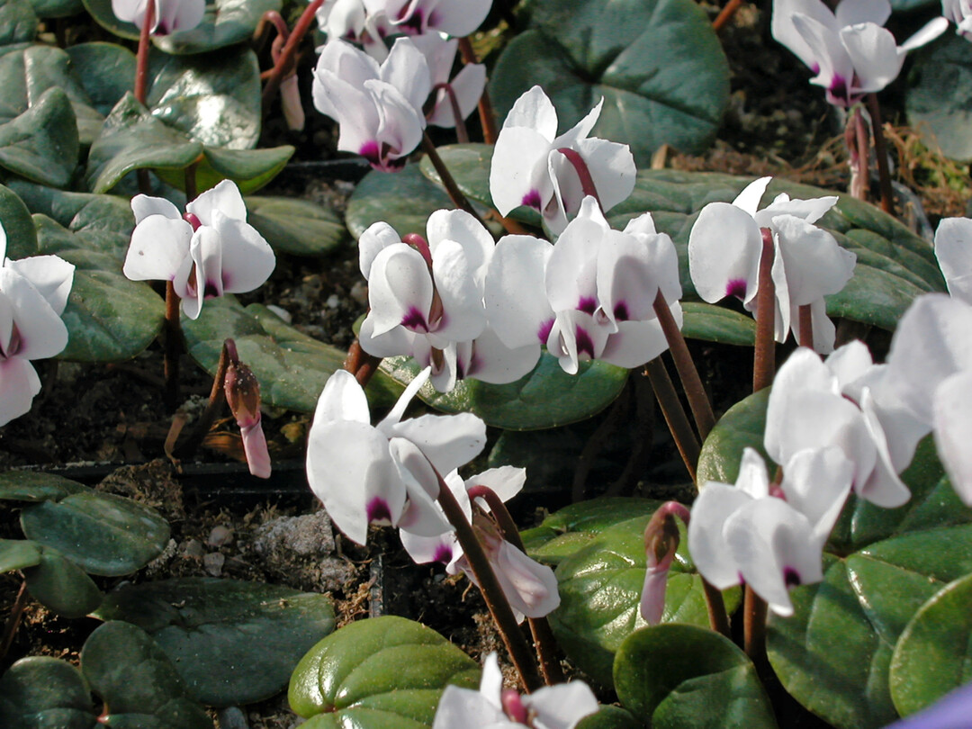 <i>Cyclamen coum</i>