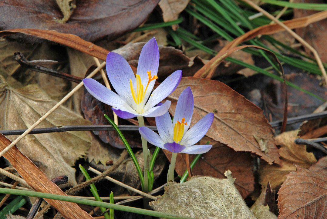 <i>Crocus tommasinianus</i>