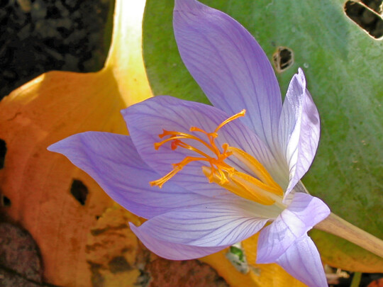 <i>Crocus speciosus</i>