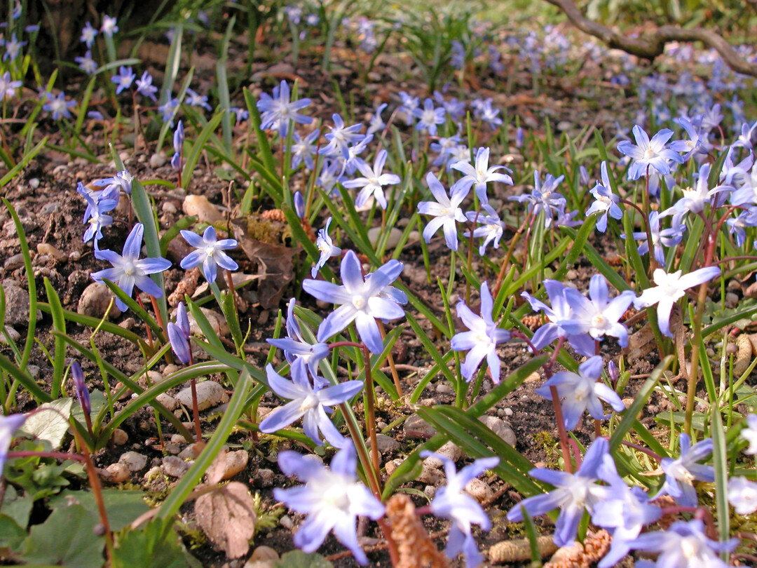 <i>Chionodoxa luciliae</i>