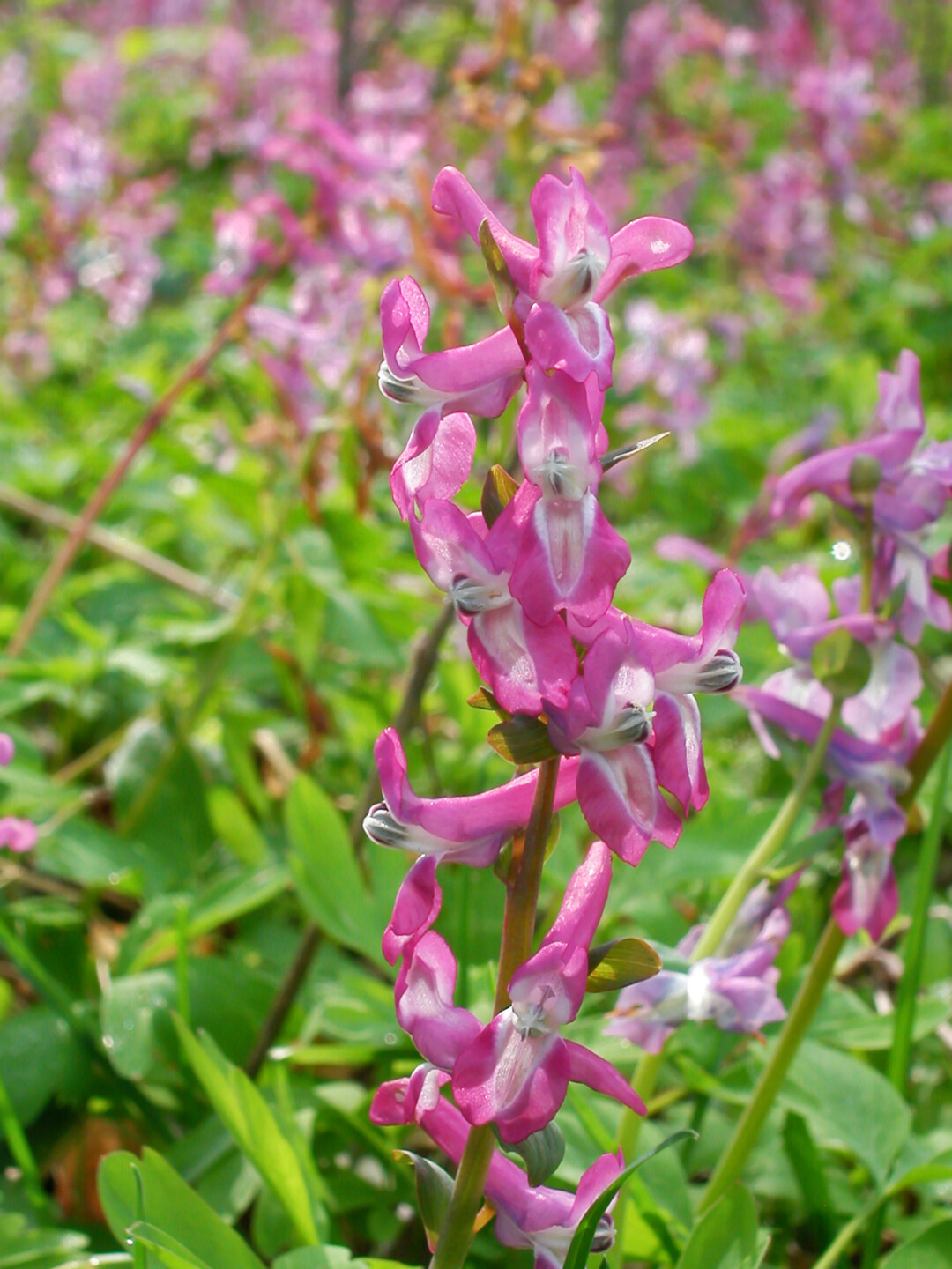 <i>Corydalis solida</i>