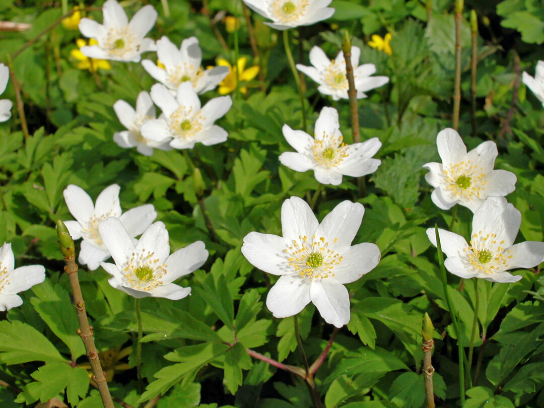 <i>Anemone nemorosa</i>