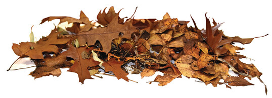 Herbstlaub