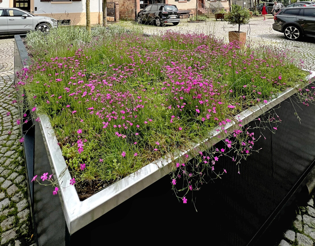 Als Unterpflanzung eignen sich insektenfreundliche Stauden oder Kräuter-Sedum-Matten, wie man sie von der Dachbegrünung kennt.