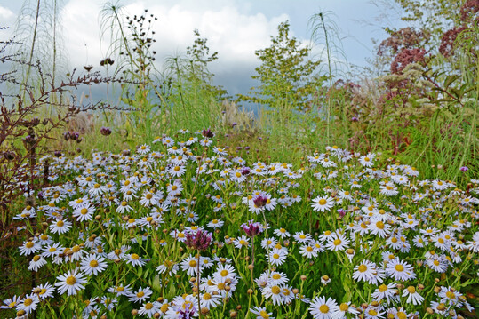 Die Staude des Jahres bildet außergewöhnlich standhafte Bestände, die auch nach Regenschauern nicht auseinanderfallen. Davon profitieren auch die Begleitstauden.