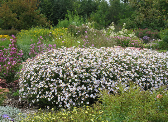 Die Großblütige Scheinaster (
<i>Kalimeris incisa</i>
‘Madiva’) bildet dichte Büsche. Sie öffnet den ganzen Sommer über neue Knospen und lässt sich weder durch Regenschauer noch Wind beeindrucken.