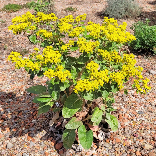 Eriogonum allenii Little Rascal