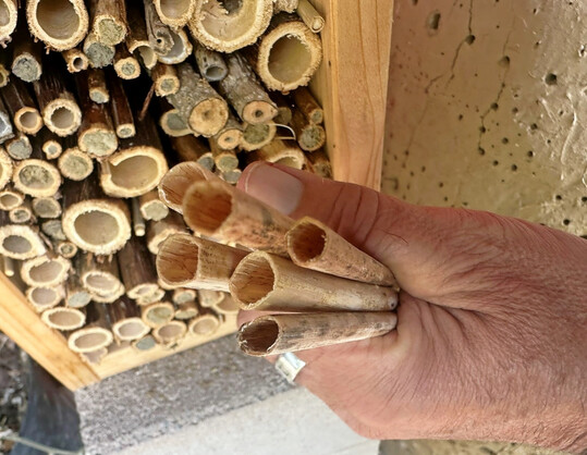 Hohle Staudenstengel eignen sich fr den Bau von Nisteinrichtungen fr Insekten.