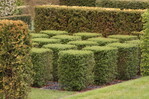 Hecke am laufenden Würfel: Ein Irrgarten (Beitrag im Schlossgarten) zeigt unterschiedliche Heckenformen und Heckenpflanzen.