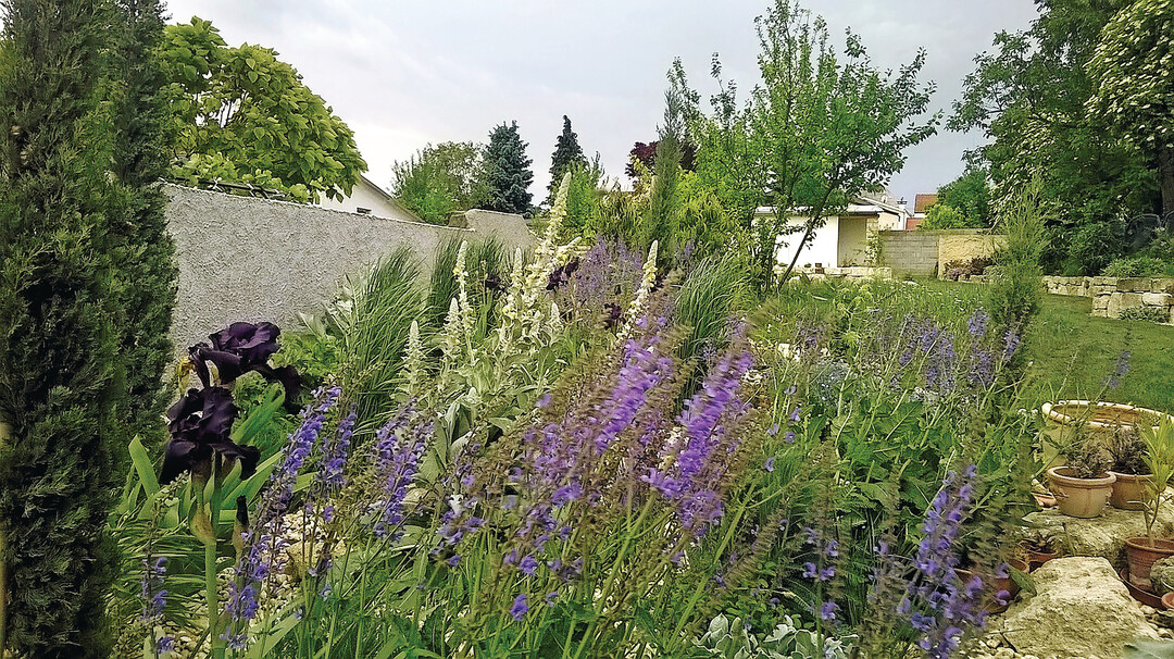 Die Stauden des Pannonikums bringen bunte Aspekte in Burgenländer Gärten.