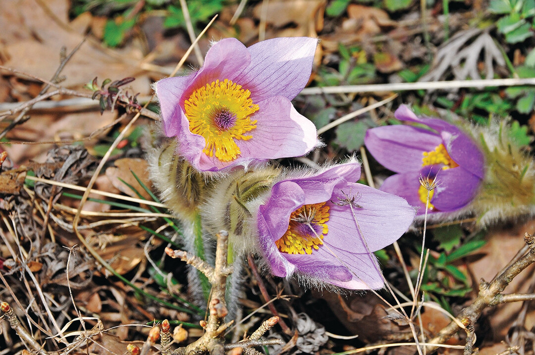 Heimische Arten, wie 
<i>Pulsatilla vulgaris</i>
, reichern das Spektrum fr die Staudenverwendung an.