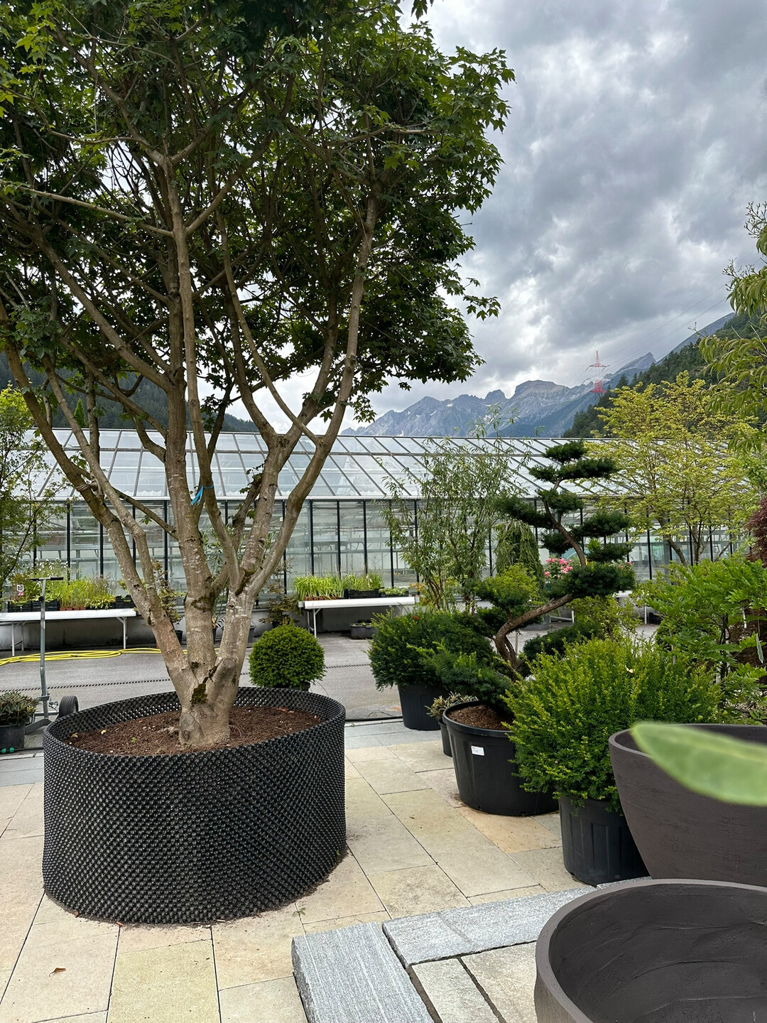 Solitre Gehlze gehren auch jetzt schon zu den Spezialitten. Das Gewchshaus soll einem Neubau weichen.