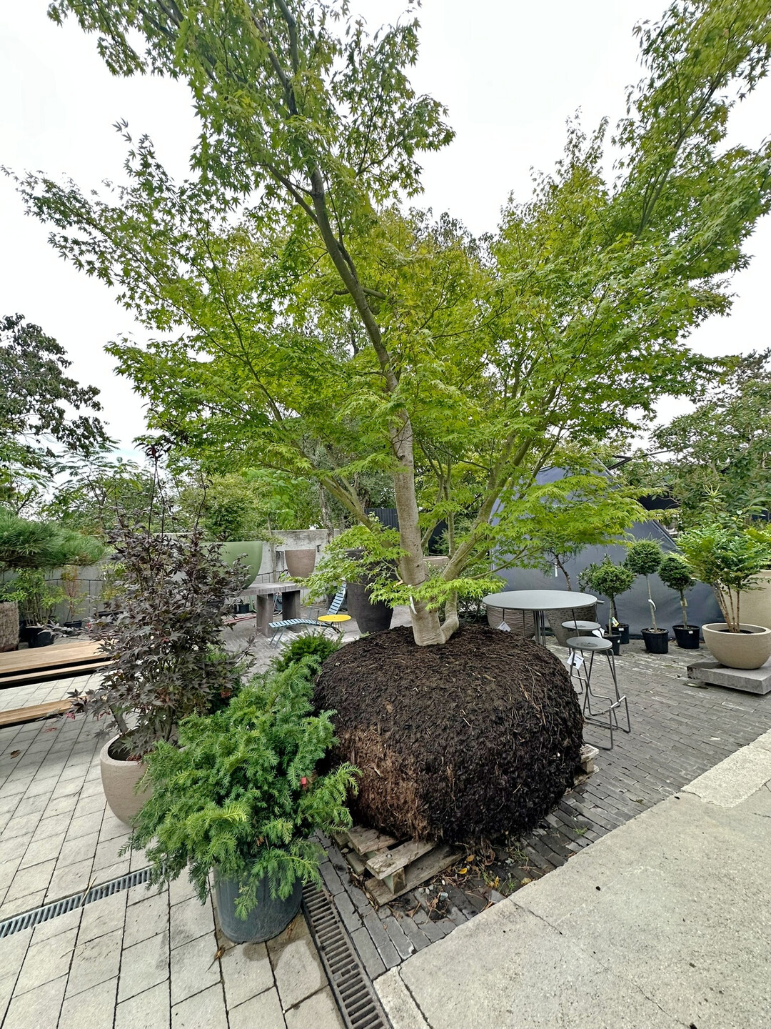Große Gehölze werden in Mulchballen präsentiert.