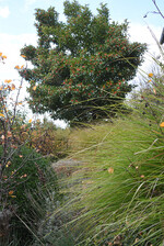 Lederblättriger Weißdorn - Crataegus lavallei "Carrierei"