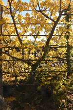 Aprikose am Spalier - Prunus armeniaca "Ungarische Beste"