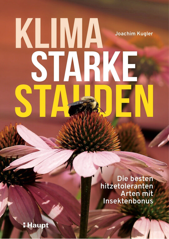 Klima Starke Stauden