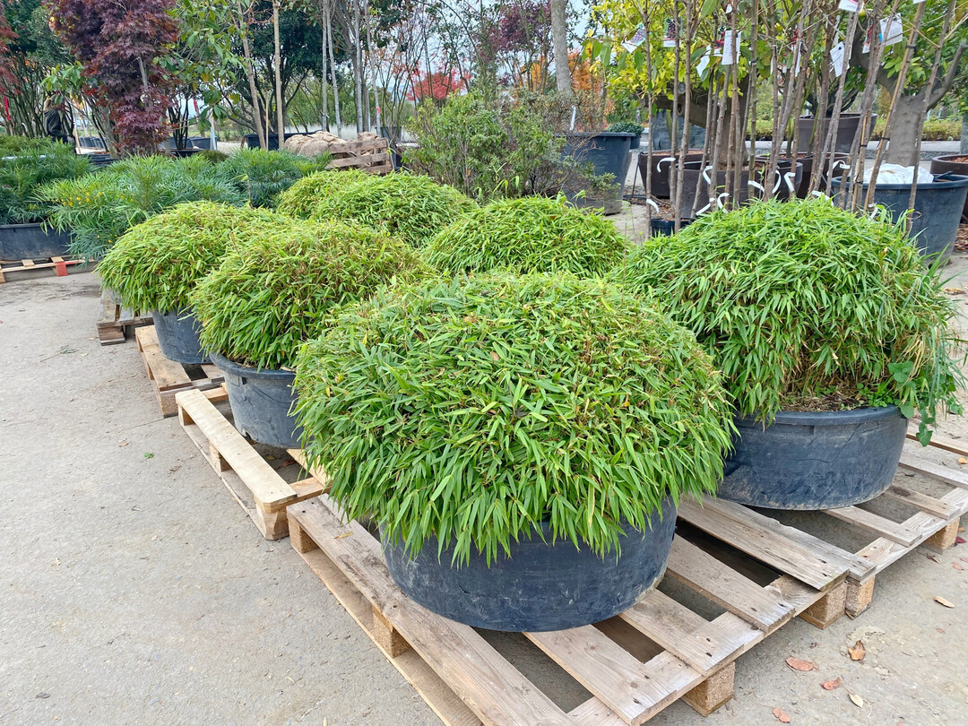 Die Vaumschulware wird auch in der Gartengestaltung direkt verbaut.