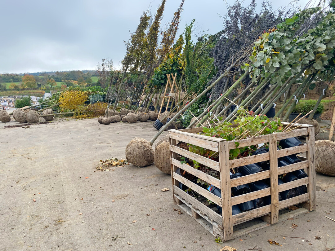 Kramer und Kramer ist auch immer noch eine Baumschule.