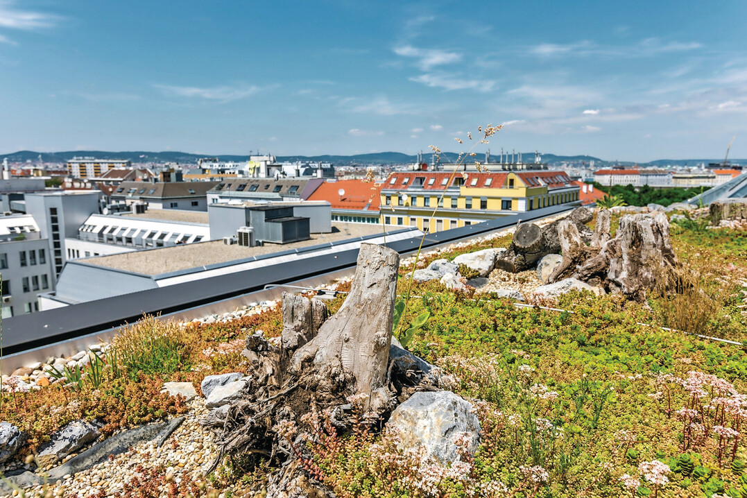 Auch Dachbegrnungen wie dieses Biodiversittsdach in Wien gehren zum Portfolio.